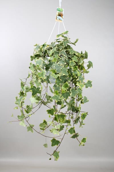 Plantenboetiek.nl | Hedera Helix Gold Child - Hangplant XXL - Ø24cm - 60-70cm hoog - Kamerplant - Groenblijvend