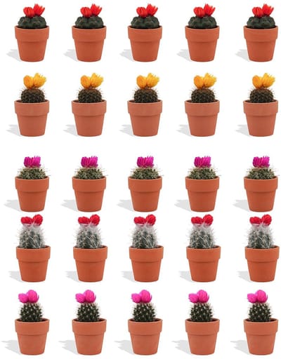 DutchLeafs Cactussen met Plakbloem in Terracotta Bloempot - 20 Stuks - Kwekerspot 5,5 cm - Hoogte 8-15 cm - Mini Cactussen - Kamerplanten