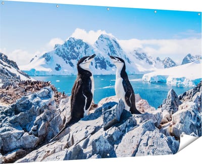 Gards Tuinposter Twee Pingu�ns op Stenen in Antarctica - 180x120 cm - Tuindoek - Tuindecoratie - Wanddecoratie buiten - Tuinschilderij