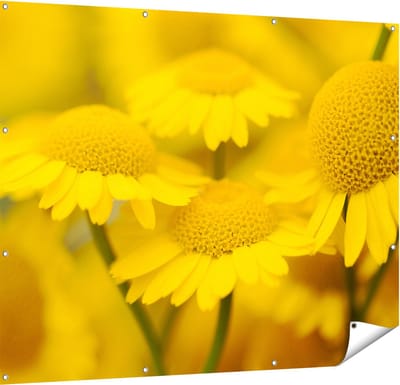 Gards Tuinposter Gele Kamille Bloemen - 150x120 cm - Tuindoek - Tuindecoratie - Wanddecoratie buiten - Tuinschilderij