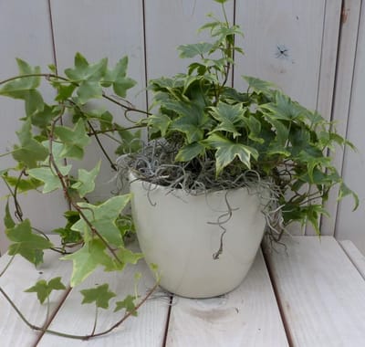 Klimop Hedrea bont creme pot 25 cm