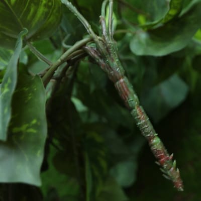 Pothos kunst hangplant 55cm - bont in pot