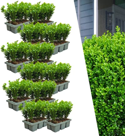 Buxus NewGen Freedom – Set van 72 Sterke Buxusplanten (ca. 15 cm hoog) | Weerbaar tegen buxusmot | Geschikt voor hagen en vormsnoei