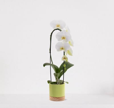 Phalaenopsis Cascade wit in sierpot Emma Wood lime green – bloeiende witte Orchidee – kamerplant - 50-65cm - Ø13 – grootbloemig – geleverd met plantenpot – vers uit de kwekerij