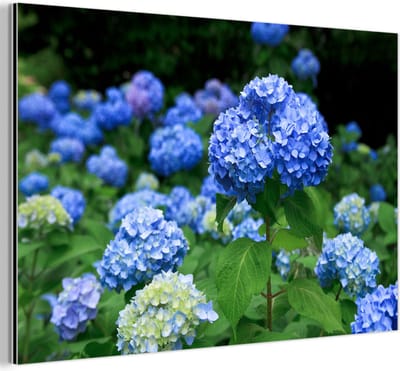 Aluminium schilderij 180x120 cm - Wanddecoratie metaal - Blauwe hortensia bloemen - Metalen muurdecoratie woonkamer - Decoratie industrieel - Foto op dibond - Industriële accessoires slaapkamer