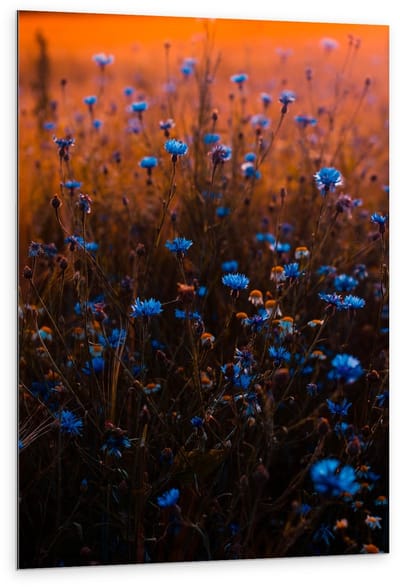 Dibond - Blauwe Bloemetjesstruik - 80x120cm Foto op Aluminium (Met Ophangsysteem)