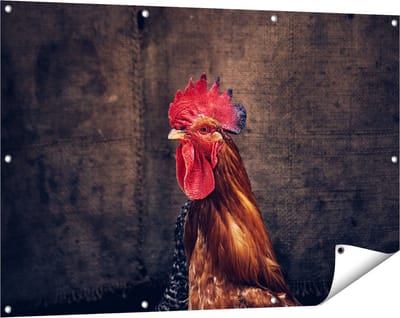 Gards Tuinposter Haan van Dichtbij - 120x80 cm - Tuindoek - Tuindecoratie - Wanddecoratie buiten - Tuinschilderij