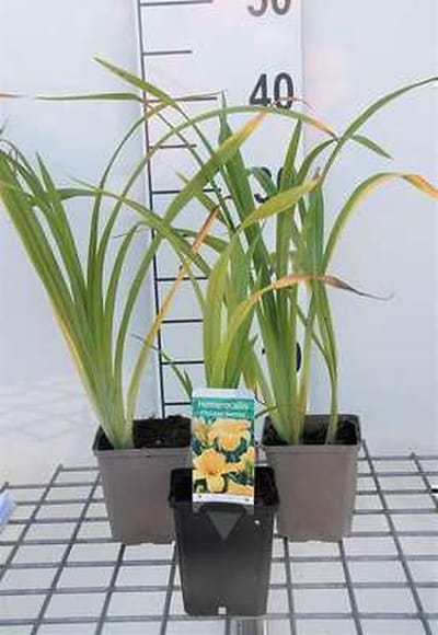 6x Daglelie - Hemerocallis hybr. 'Chicago Sunrise' | 9x9 cm pot