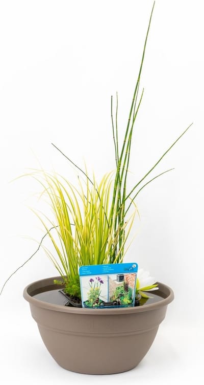 Terrasvijver Set - Minivijver vijverbak inclusief verschillende planten in mix, vijvermand, vijvergrind en vijveraarde - Voor Balkon, Tuin, Terras - Lime