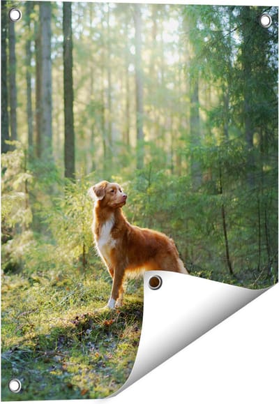 Gards Tuinposter Retriever Hond in het Bos met Zon - 40x50 cm - Tuindoek - Tuindecoratie - Wanddecoratie buiten - Tuinschilderij