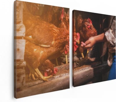 Artaza Canvas Schilderij Tweeluik Kippen Krijgen te Eten - 120x80 - Foto Op Canvas - Canvas Print