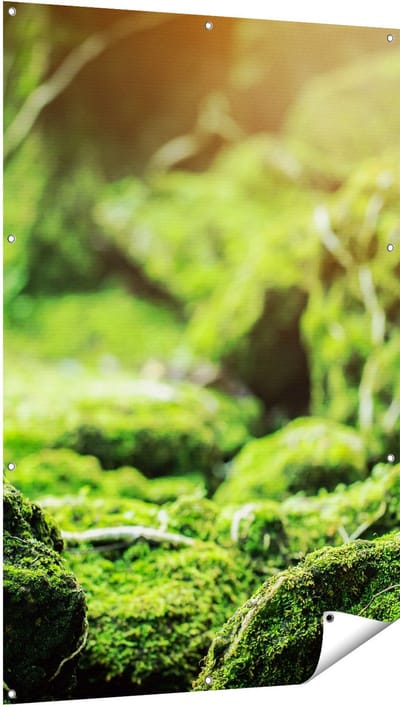 Gards Tuinposter Groen Mos Bedekt over Stenen - 100x150 cm - Tuindoek - Tuindecoratie - Wanddecoratie buiten - Tuinschilderij