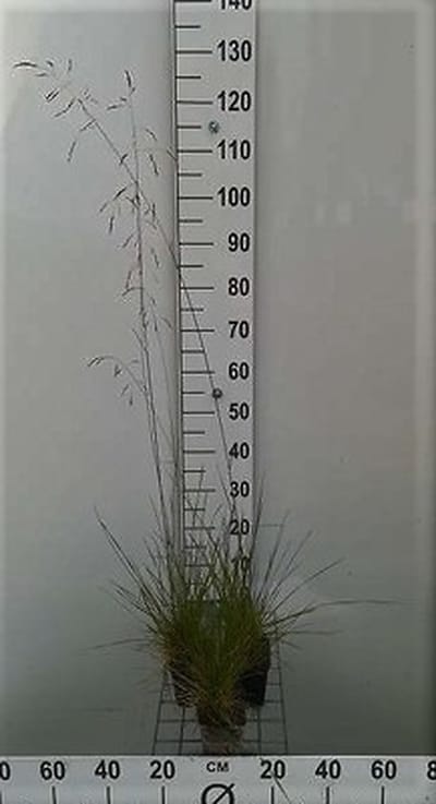 6x Ruwe smele - Deschampsia cespitosa | 9x9 cm pot