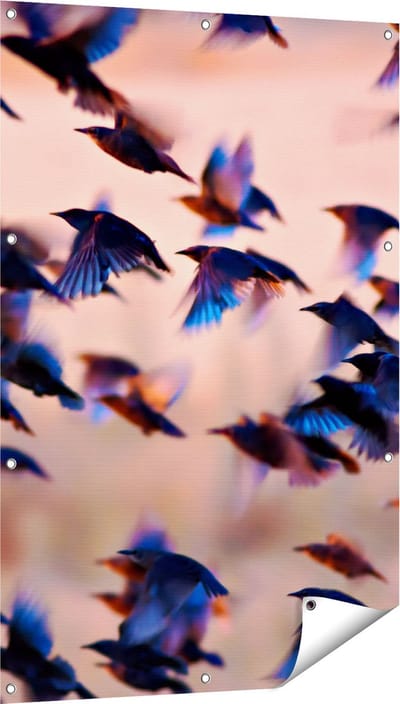 Gards Tuinposter Groep Vliegende Blauwe Spreeuw Vogels - 80x120 cm - Tuindoek - Tuindecoratie - Wanddecoratie buiten - Tuinschilderij