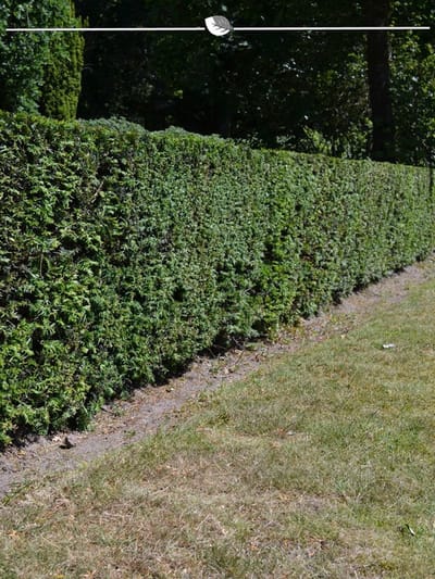 Venijnboom Taxus baccata 60-80 cm, 18x Haagplant