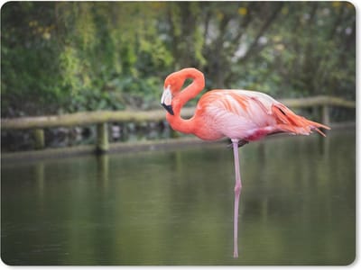 Muismat Flamingo - Een flamingo staat op een poot in het water muismat rubber - 23x19 cm - Muismat met foto