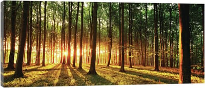 Canvas Schilderij - Zonnig bos - Natuur - Bos - Bomen - Planten - Bloemen - Groen - Schilderij Woonkamer - Schilderijen op canvas - Inclusief Frame - 45x145cm (LxB)