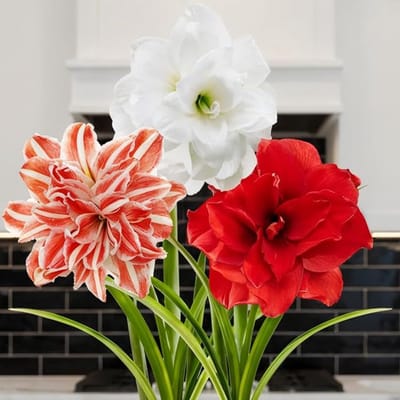 Amaryllis Bol - Double mix - Bloembollen - 3 stuks - Meerkleurig - Bloem bollen