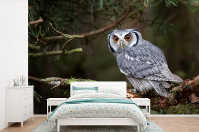Behang - Fotobehang Uil - Vogel - Takken - Natuur - Breedte 330 cm x hoogte 220 cm