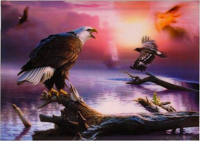 S.Y.W Poster - Adelaars - 34.5 X 24.5 Cm - Multicolor