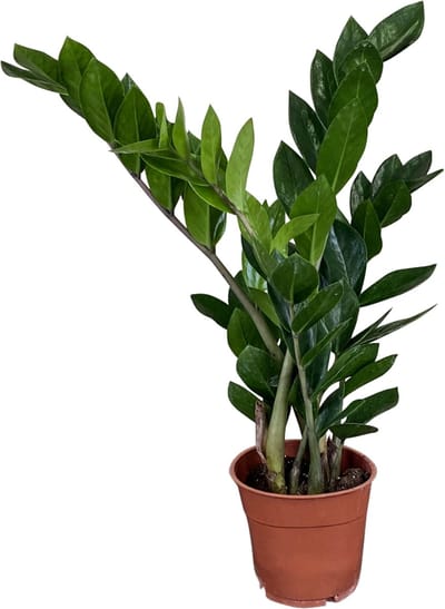 ZynesFlora Zamioculcas ZZ-plant Succulent in Ø 12 cm Plantenpot - Hoogte: 40-45 cm - Tropische Kamerplant Vetplant Araceae