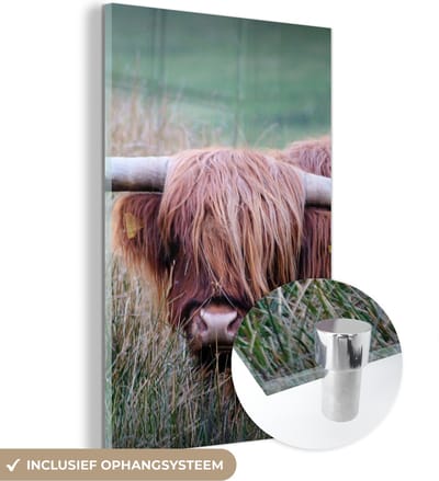 MuchoWow® Glasschilderij 120x180 cm - Schilderij acrylglas - Schotse Hooglander - Hoorns - Gras - Foto op glas - Schilderijen