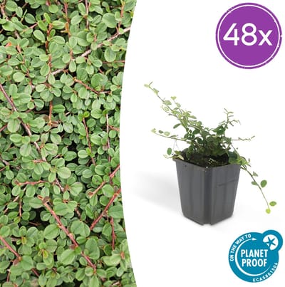 Tuinplantenshop.com | Cotoneaster pr. 'Queen of Carpets' | 48 stuks - Ø9cm - 10-25cm hoog - Tuinplant