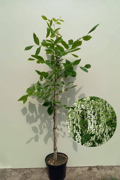 Jonge Geelhout boom | Cladrastis kentukea | 150-200cm hoogte