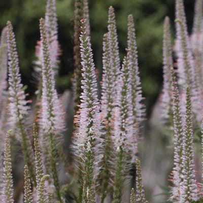 6 x Veronicastrum Virginicum 'Pink Glow' - Virginische Ereprijs pot 9x9cm, roze bloemen en langbloeiend