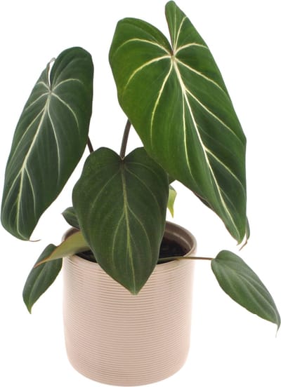 Philodendron Gloriosum | 35cm | met gebroken witte keramieken pot