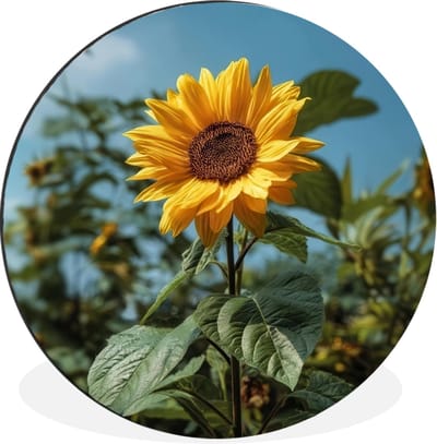 WallCircle - Wandcirkel - Muurcirkel - Zonnebloemen - Helderblauwer lucht - Gras - Aluminium - Dibond - 30x30 cm - Binnen en Buiten