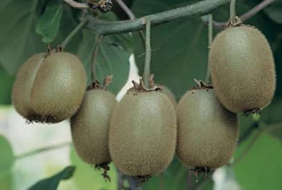 Actinidia deliciosa 'Jenny' - Zelfbestuivende kiwi, straalstempel - 50- 60 cm in pot