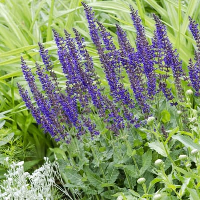 6 x Salie Mainacht Paars|Blauw - Winterharde Vaste Planten - Salvia nemorosa 'Mainacht' in 9x9cm pot met hoogte 5-10cm