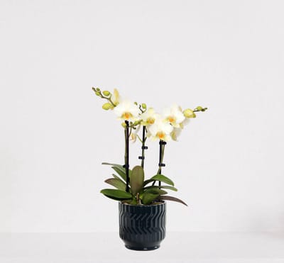 Phalaenopsis Multiflora wit in sierpot Jacky Donker Blauw – bloeiende witte Orchidee – kamerplant - 30-55cm - Ø13 – geleverd met plantenpot – vers uit de kwekerij