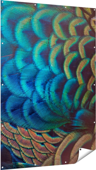 Gards Tuinposter Kleurrijke Pauw Veren van Dichtbij - 120x180 cm - Tuindoek - Tuindecoratie - Wanddecoratie buiten - Tuinschilderij