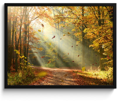 Poster in lijst - Fotolijst 70x50 cm - Posters - Bos - Bomen - Herfst - Zon - Herfstbladeren - Natuur - Posterlijst zwart - Decoratie - Wanddecoratie woonkamer - Muurdecoratie slaapkamer