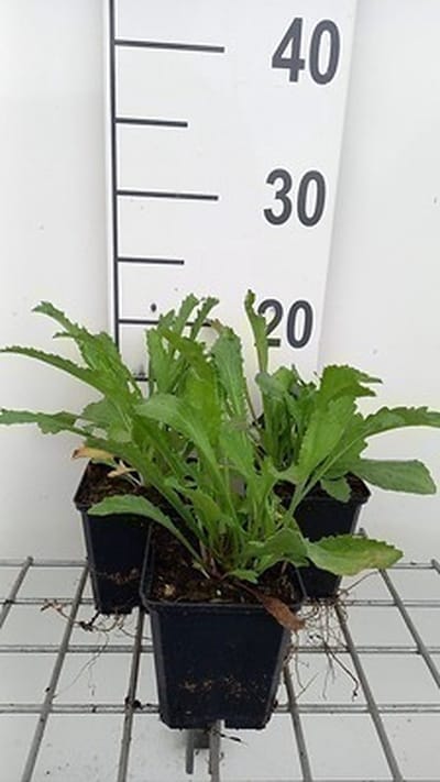 6x Margriet - Leucanthemum (s) 'Alaska' | 9x9 cm pot