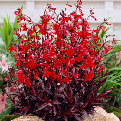 Lobelia 'Queen Victoria' (Lobelia fulg. Queen Victoria) - Lobelia fungens Queen Victoria (Kolibrie!) - Vaste planten