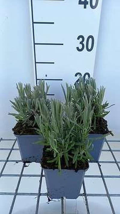 6x Lavandel - Lavandula int. 'Provence' | 9x9 cm pot