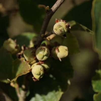 Corylus hybr. 'Nottingh. Frühe' ( 'p. prolific') - Hazelaar 60-80 cm in pot