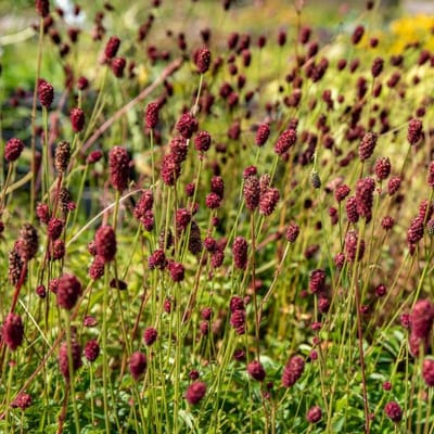 6 x Sanguisorba officinalis 'Tanna' - Rode Pimpernel - Vaste Plant in 9x9cm pot met hoogte 0-10cm