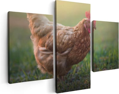 Artaza Canvas Schilderij Drieluik Kip in het Gras - 90x60 - Foto Op Canvas - Canvas Print