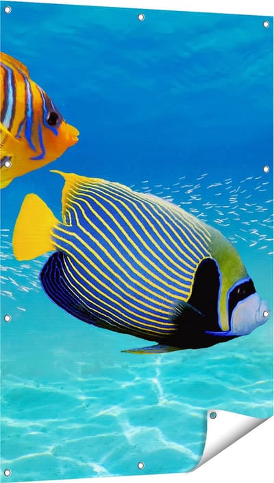 Gards Tuinposter Twee Tropische Vissen in de Rode Zee - 80x120 cm - Tuindoek - Tuindecoratie - Wanddecoratie buiten - Tuinschilderij