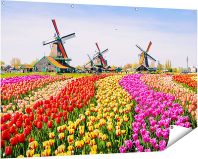 Gards Tuinposter Kleurrijke Tulpen Bloemenveld - Windmolen - 150x100 cm - Tuindoek - Tuindecoratie - Wanddecoratie buiten - Tuinschilderij