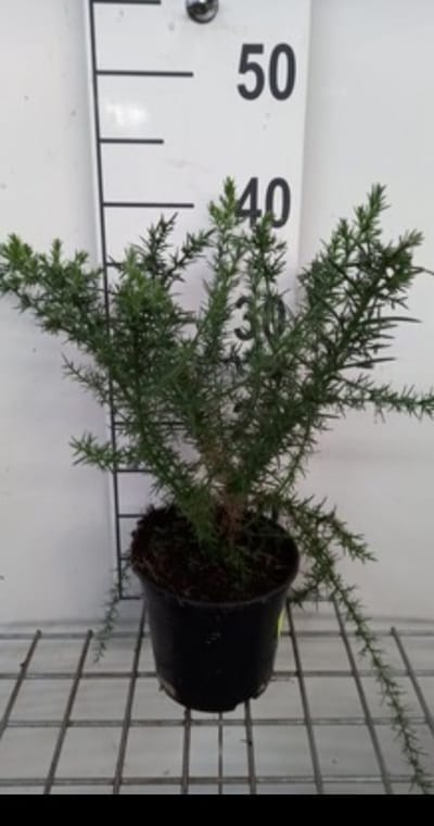 Ulex europaeus - Gaspeldoorn 15- 20 cm in pot