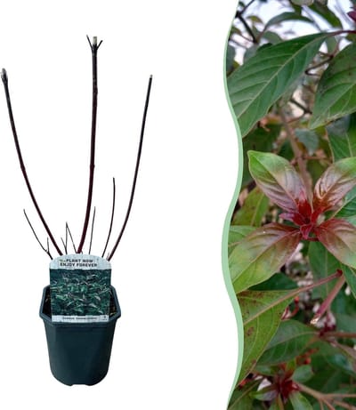 Green boutiQ - Heesters - Cornus alba Kesselringii - Paarse Takken - 1 Plant - Bladverliezend - Weinig Onderhoud - Pot 17cm Hoogte 45cm