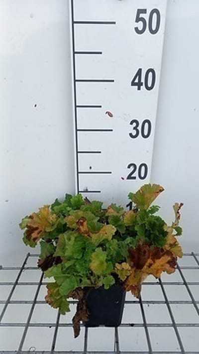 6x Nagelkruid - Geum hybr. 'Banana Daiquiri' | 9x9 cm pot