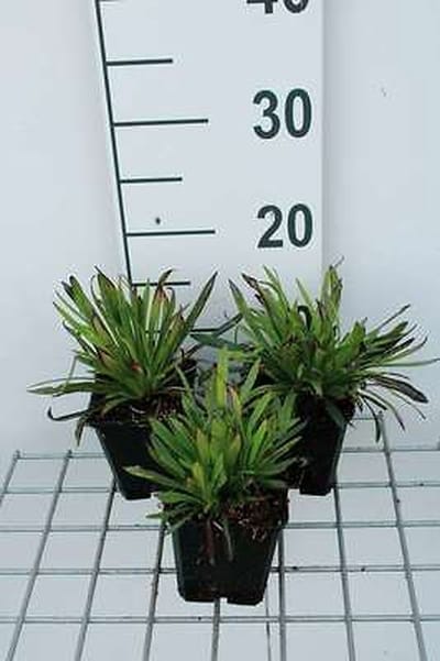 6x Koekoeksbloem - Lychnis visc. 'Plena' | 9x9 cm pot