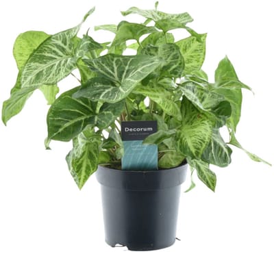 JUNAVERA Syngonium Arrow | Pijlplant in 12 cm pot | 22 cm hoge tropische kamer- en terrariumplant
