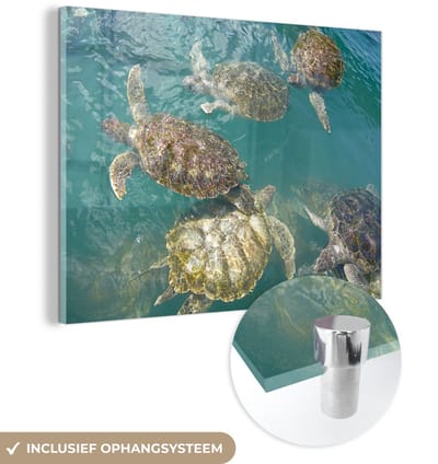 ® Glasschilderij 160x120 cm - Schilderij acrylglas - Schildpadden die samen in het helderblauwe water bij Grand Cayman zwemmen - Foto op glas - Muurdecoratie woonkamer - Wanddecoratie slaapkamer - Schilderijen